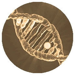 fragment dna